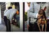 Mariachis fueron a tocar a una casa y terminaron rescatando a un perrito abandonado