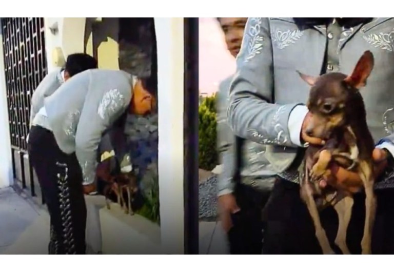 Mariachis fueron a tocar a una casa y terminaron rescatando a un perrito abandonado