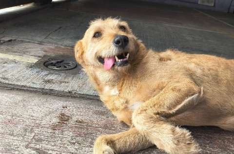 Un perro abandonado inspira un libro sobre segundas oportunidades y tenencia responsable