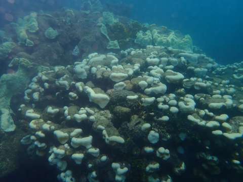 Recuperar los corales: la tarea tras los récords de temperatura en 2023 y 2024