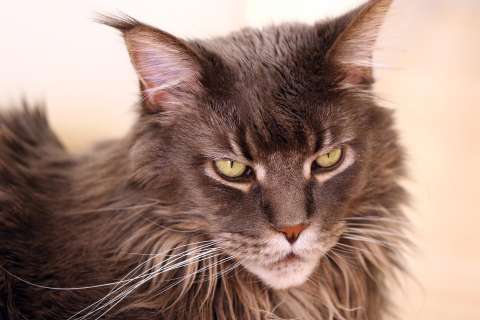 Gato Maine Coon:  ¿el gato más grande y caro del mundo?