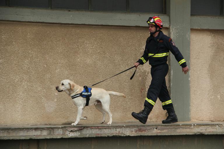 Una heroína de cuatro patas: perra salva a sus dueños de morir en un incendio