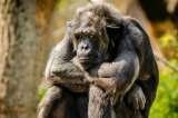 Los machos de primates más vistosos tienen testículos más pequeños