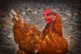 Gallinas mataron a zorro que entró a su gallinero