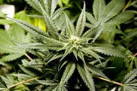 Incautan 1.600 kilos de marihuana que tenían la cara de Pablo Escobar y Osama Bin Laden