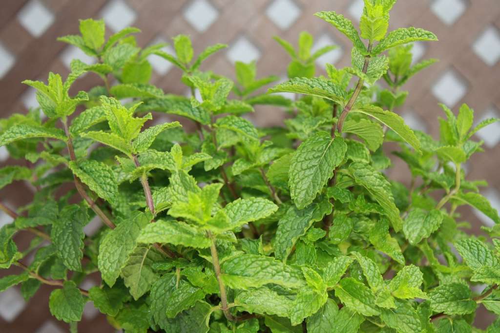 La hierbabuena es una de las plantas más comunes en las huertas caseras.