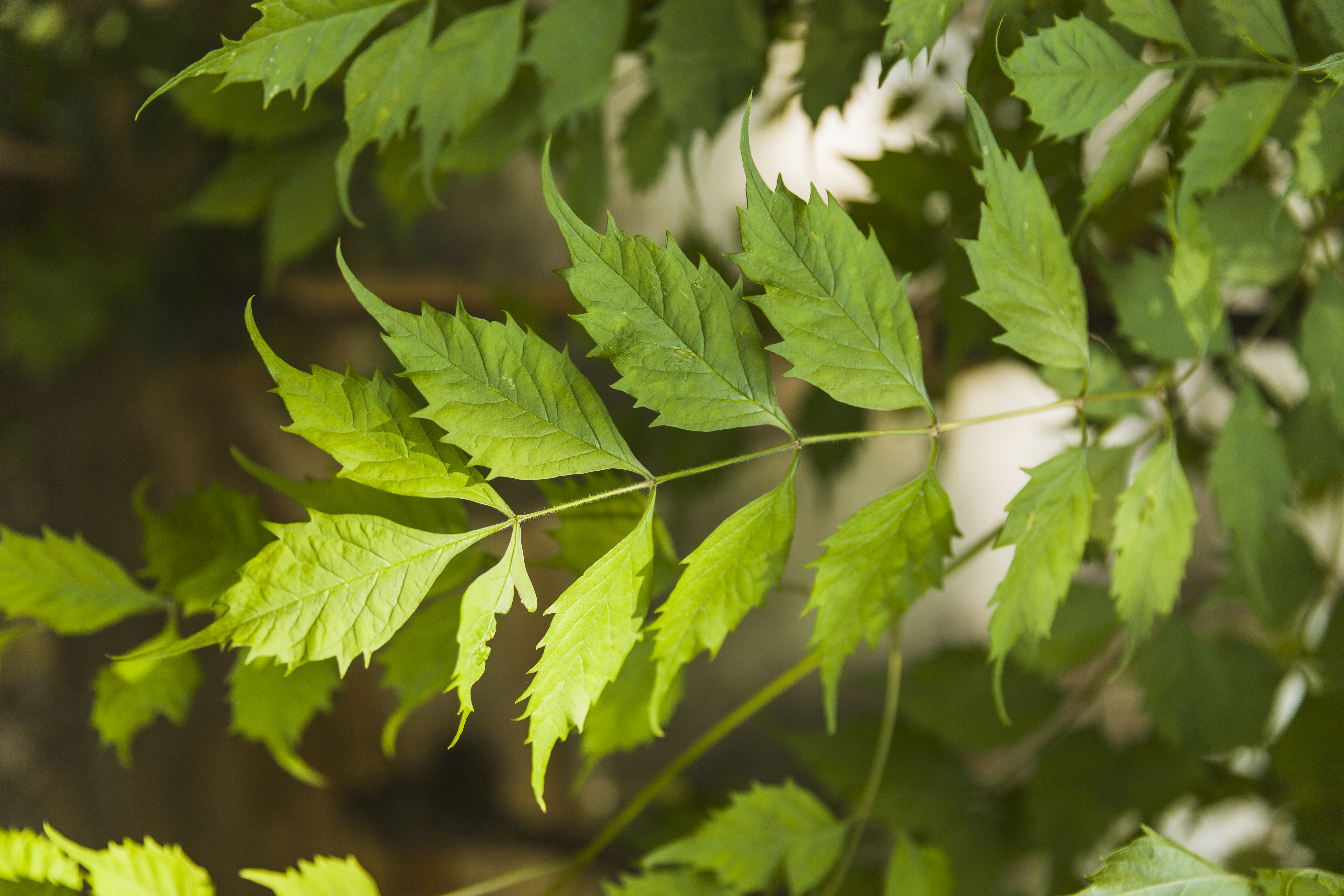 aceite de neem