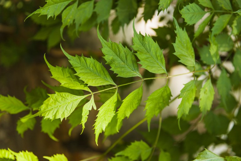Productos derivados del árbol de neem: cuáles son y para qué sirven