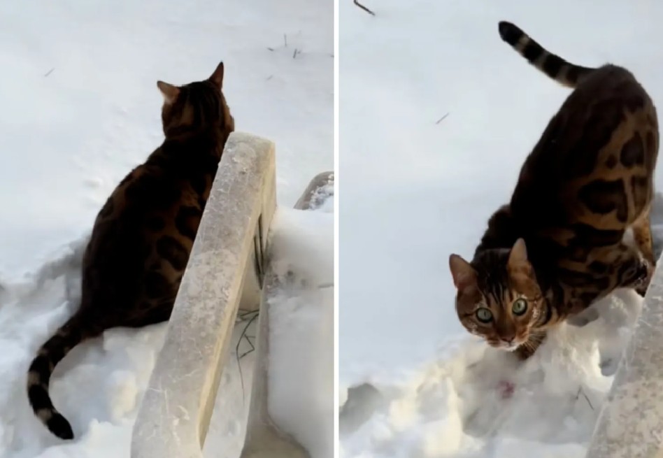 Especialistas en comportamiento felino señalan que ensuciar fuera de la caja de arena es uno de los problemas más frecuentes reportados por los dueños de gatos.