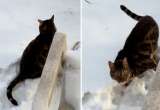 Casi paga 1.000 dólares al veterinario por una mancha rosa en la nieve: esto tenía su gato