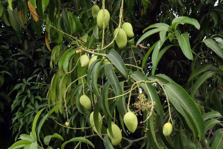 ¿Para qué sirve la hoja de mango? Beneficios y usos poco conocidos