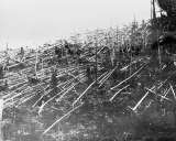 Día Internacional de los Asteroides: 114 años del bólido de Tunguska