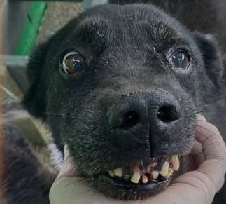 Calvin, el perro con la sonrisa más adorable de Medellín, busca un hogar