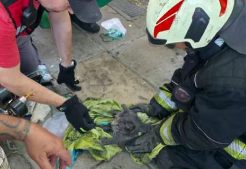 Así rescataron a un gato que quedó inconsciente en un incendio en Argentina