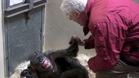 ¿Quien dijo que los humanos inventamos el baile si los chimpancés también lo hacen?