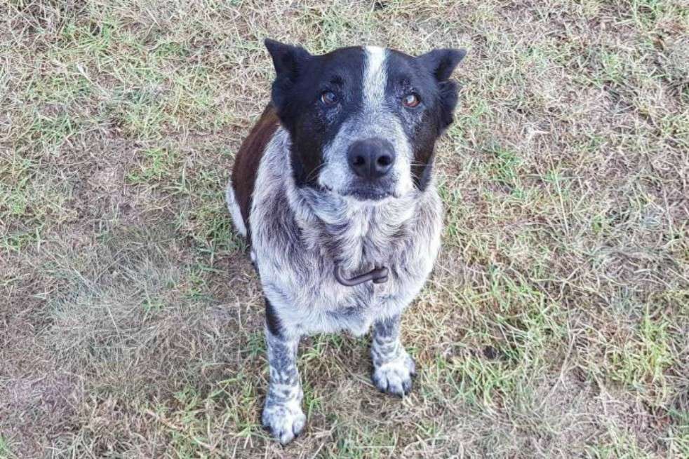 La policía de Queesland (Australia) publicó la foto de Max, el perro anciano y ciego que cuidó a la menor perdida.  / Queensland Police Twitter