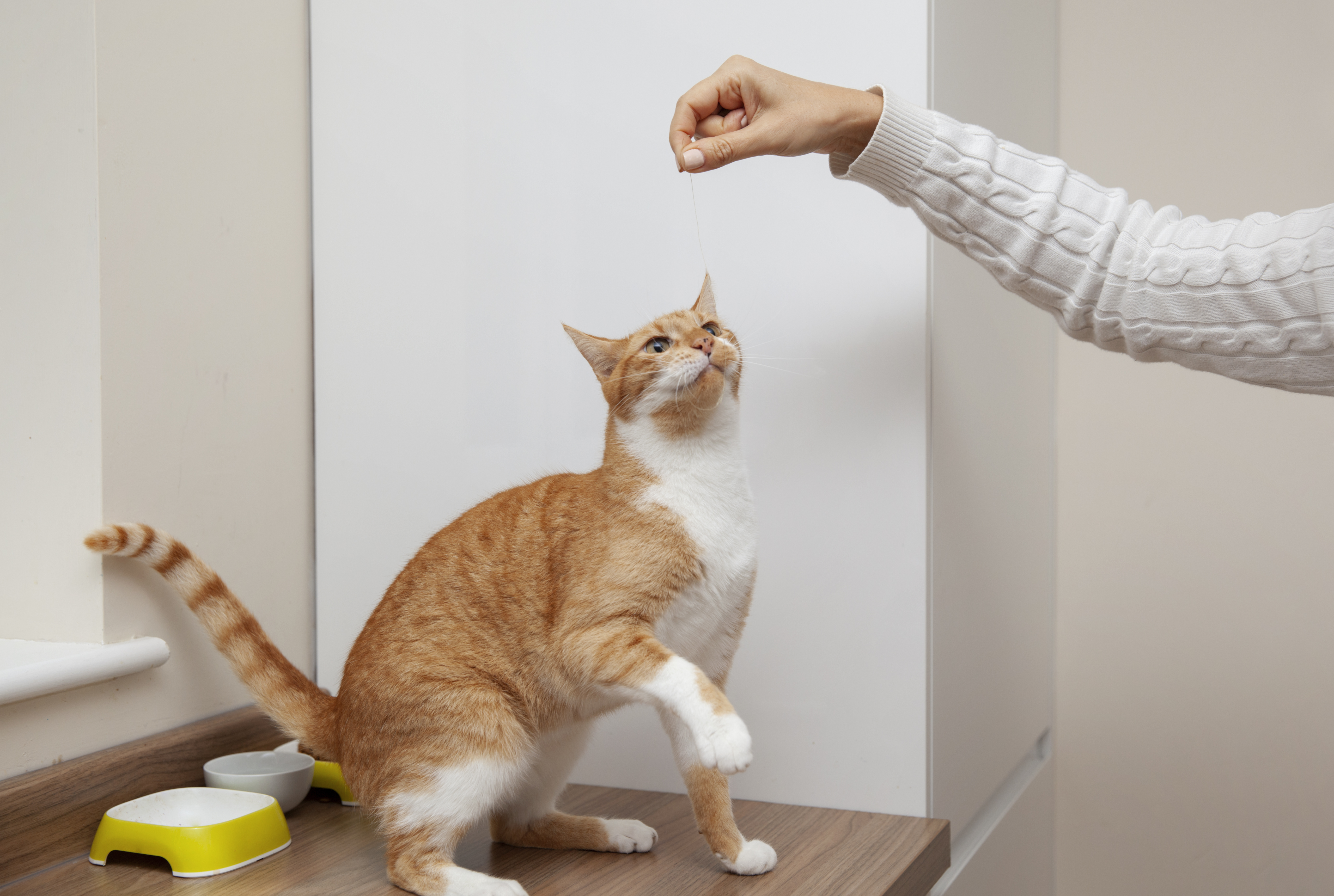 La conexión que hay entre el felino y la persona es el secreto que hay detrás del adiestrameinto de estos animales. En La Red Zoocial, le contamos la forma en que su gato le hará caso.
