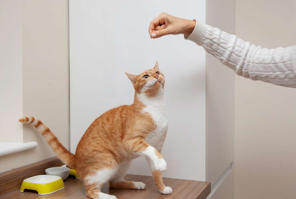 La conexión que hay entre el felino y la persona es el secreto que hay detrás del adiestrameinto de estos animales. En La Red Zoocial, le contamos la forma en que su gato le hará caso.