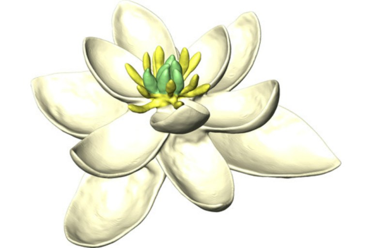 Científicos descubren cómo fue la primera flor
