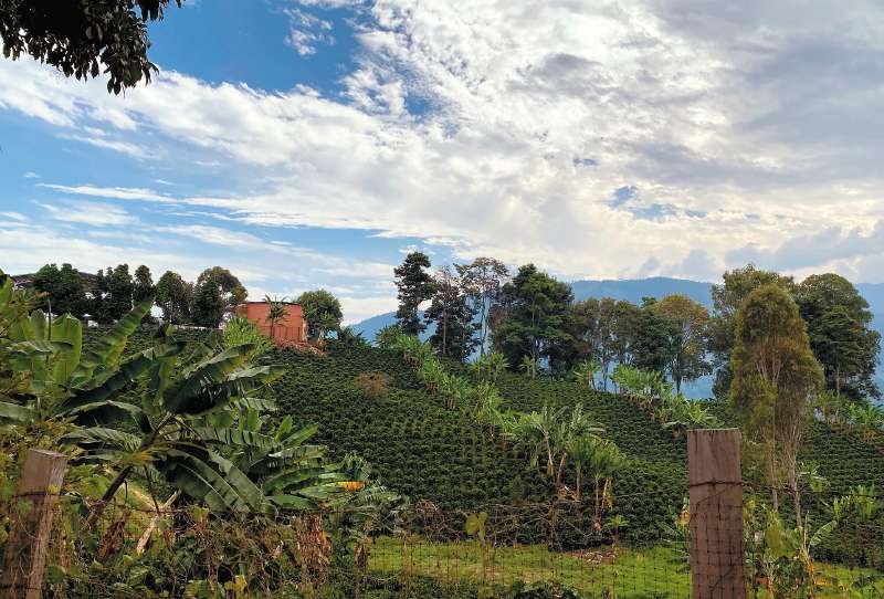  Estas laderas, antes sembradas con amapola, hoy esperan cosecha de café. / CCI