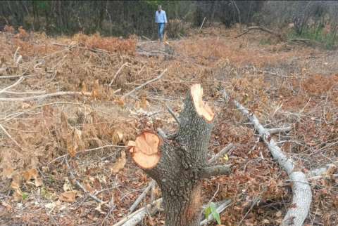 Autoridades ejercen sanciones a particular que taló 300 árboles en Cundinamarca