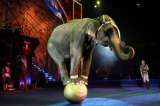 Circo Ringling de Nueva York eliminará actos con elefantes