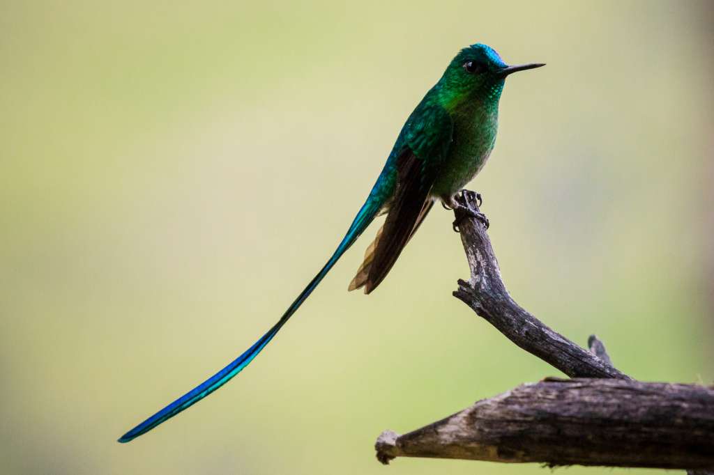 El colibrí silfo (Aglaiocercus kingii).