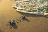 Un área protegida que salvaría tortugas
