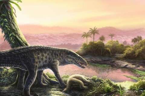 Científicos identifican especie a la que pertenecerían misteriosos fósiles hallados en el Caribe