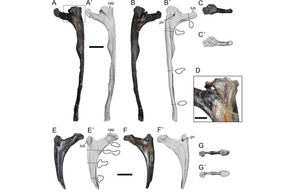 Restos fósiles del Megaraptor carnívoro.