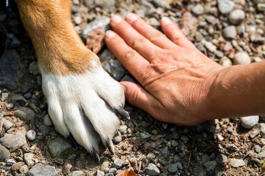 ¿Cómo cuidar las patas de mi perro durante la ola de calor en Colombia?