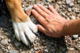 Buscan ayuda para perrita que salvó a sus seis cachorros durante las inundaciones en Córdoba