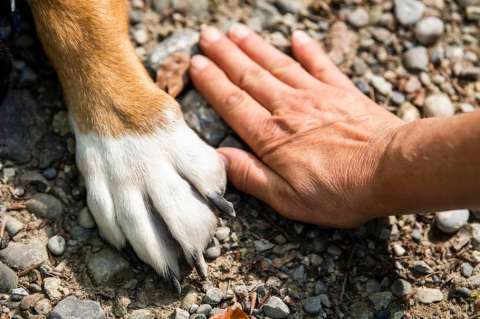 Expulsan de la universidad a estudiante que emborrachó a una perrita callejera