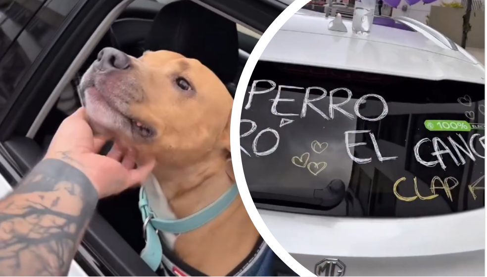 Video: influenciador Camilo Triana celebró en las calles que su perro superó el cáncer
