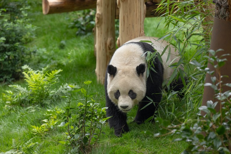 Antepasado del oso panda no siempre fue herbívoro