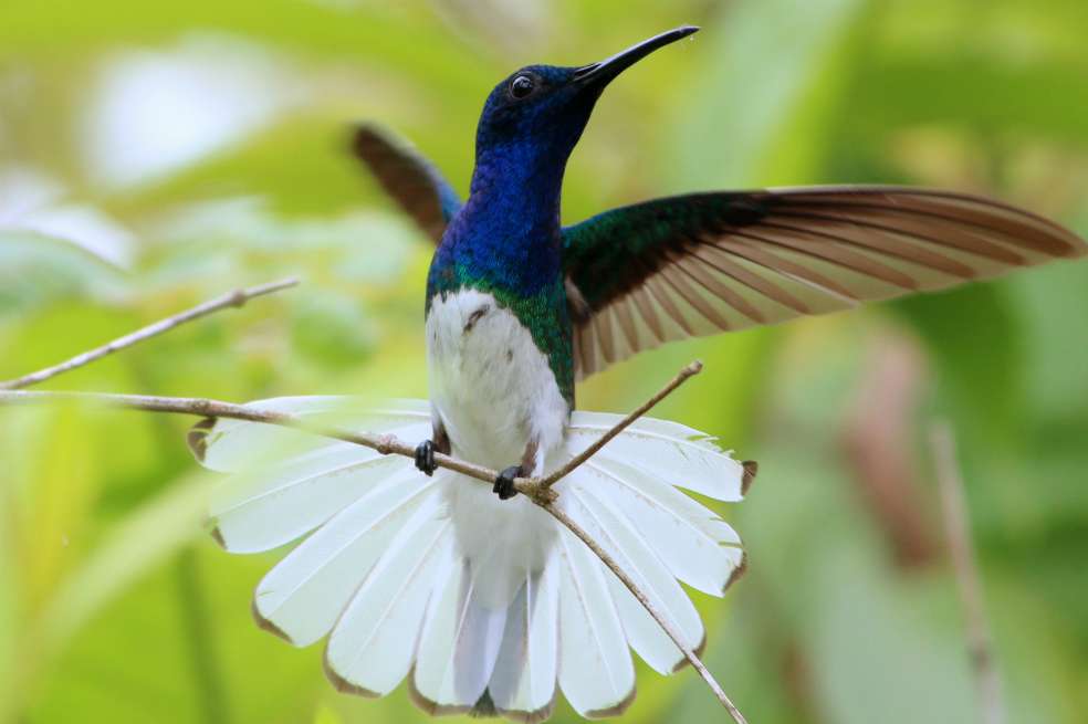 El colibrí nuquiblanco es solo una de las 220 especies de aves que se han registrado en la reserva. Se cree que hay más de 250, la gran mayoría de ellas endémicas. / Fotos: cortesía.