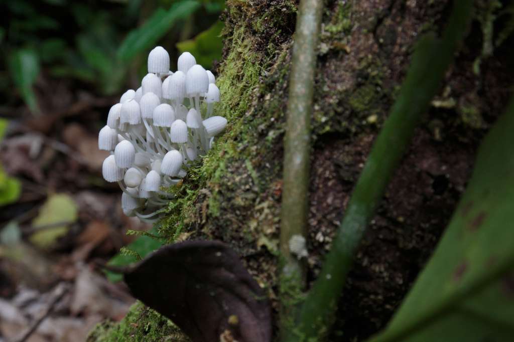Hongos