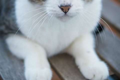 Tras terminar relación, sujeto en Bogotá maltrató a gato de su expareja
