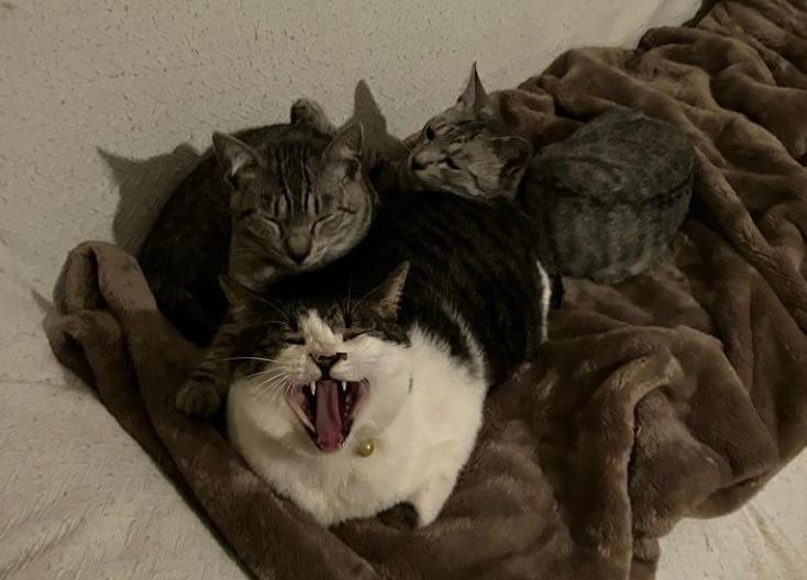 Kohei Kirimoto, el reconocido artesano que busca a sus gatos tras el terremoto en Japón