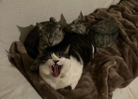 La historia del reconocido artesano que busca a sus gatos tras el terremoto en Japón