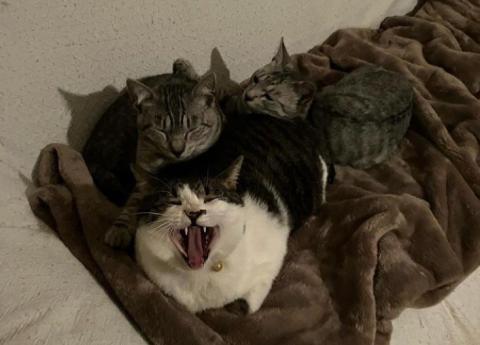 La historia del reconocido artesano que busca a sus gatos tras el terremoto en Japón