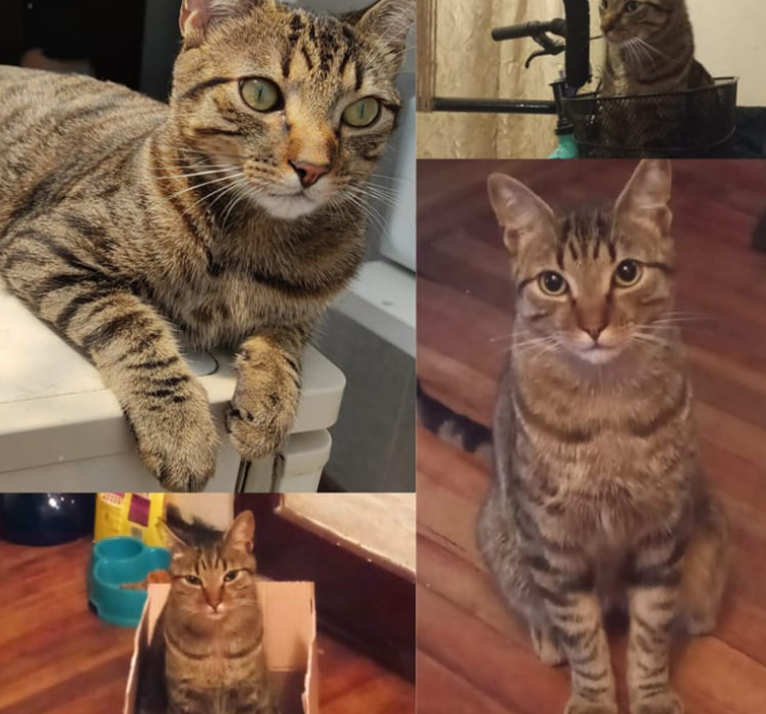 Gato grisáceo mira la cámara.