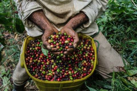 El café, más amigable con la naturaleza