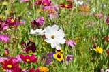 ¿Cuánto sol necesita su jardín dependiendo del cultivo? Encuentre el equilibrio
