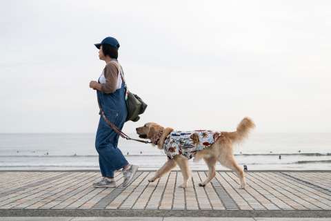 ¿Cómo saber si el suelo está muy caliente para pasear a un perro?