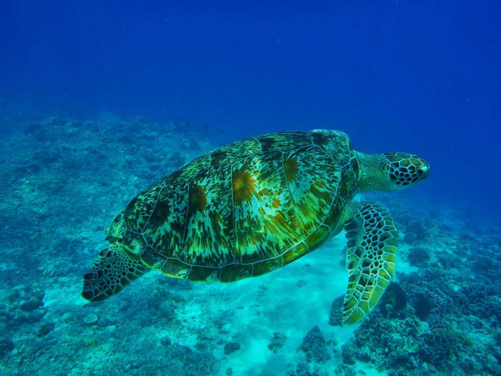 Las islas Gili, en el norte de Lombok, en Indonesia, son conocidas como la "Capital mundial de las tortugas".