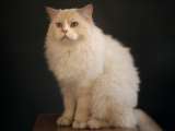 Ragdoll: ¿por qué es uno de los gatos más tranquilos, cariñosos y sociables?