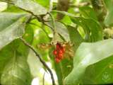 Los árboles están cambiando para resistir el calor, pero no siempre es suficiente