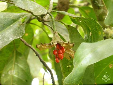 Los árboles están cambiando para resistir el calor, pero no siempre es suficiente