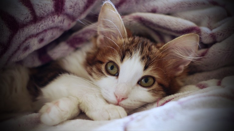 ¿Qué significa cuando los gatos se suben encima de su dueño?